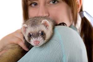 Woman cuddles her ferret