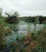 Photo of wetlands