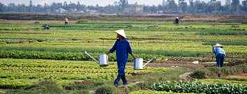 Photo: A farmer with watering cans