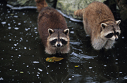 a pair of raccoons