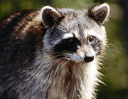 a raccoon