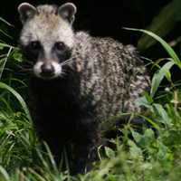 	A civet looks out of undergrowth.