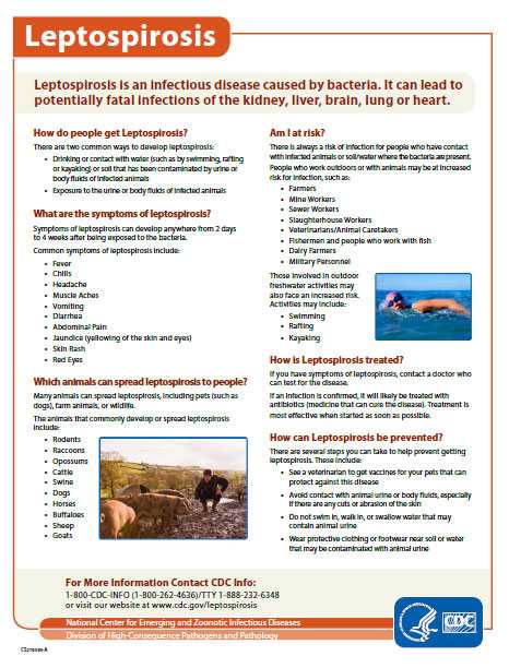 leptospirosis factsheet