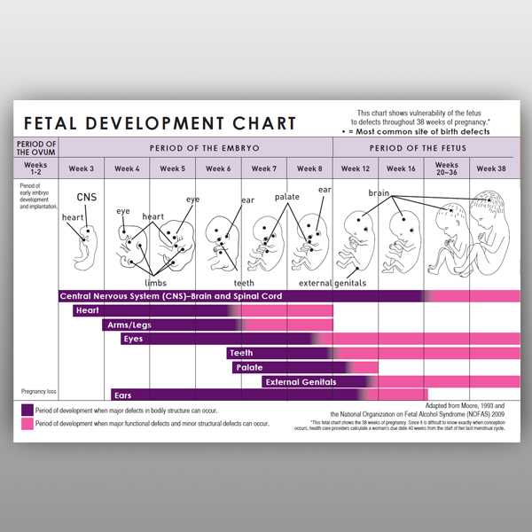 Fetal Development Chart