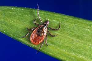 Lyme and other tickborne diseases - Digital Press Kit