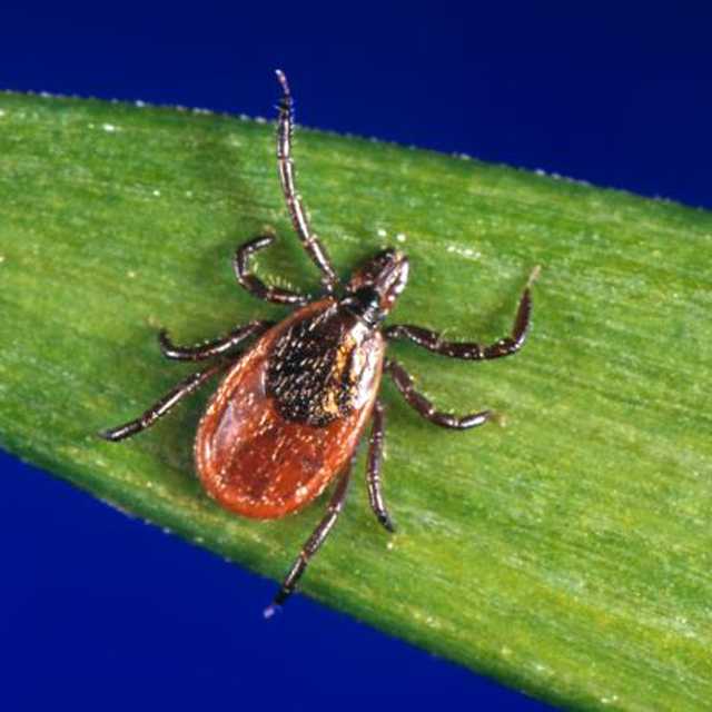 Blacklegged ticks (Ixodes scapularis)