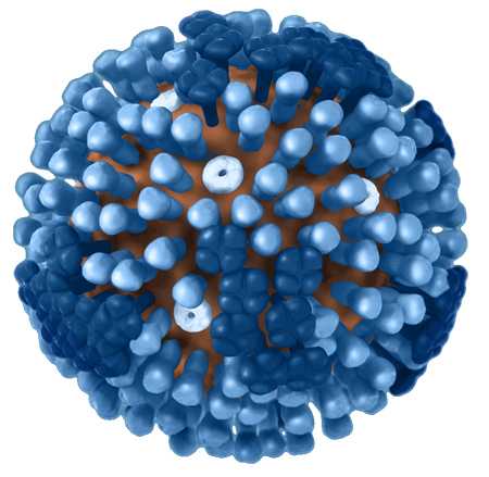 	flu virus