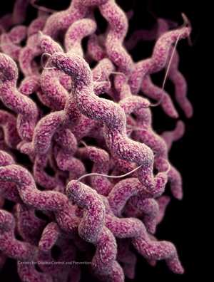 Campylobacter bacteria