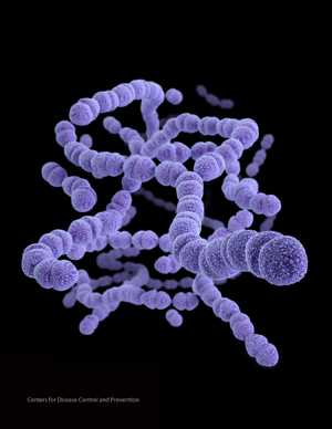 Medical illustration of Streptococcus pneumoniae.