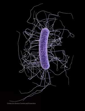 Medical illustration of Clostridium difficile