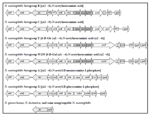 Figure 2 is an image showing the genetic maps of the capsule gene complex (cps) of N. meningitidis. The ctrABCD operon encodes ATP-dependent export proteins. synABC D/E/F/G, sacABCD, and xcbABC, encode the serogroup-specific enzymes for capsule polymer biosynthesis. oatC (serogroup C) and oatWY (serogroups W135 and Y), are co-transcribed with the syn operons and encode O-acetyltransferases. lipA and lipB code for proteins that were originally proposed to add a phospholipid-anchoring group onto the polysaccharide reducing end before transport. ctrE and ctrF, formerly known as lipA and lipB, respectively, are involved in capsule transport. These gene products were once thought to be involved in post-polymerization modification. Many nongroupable, carried meningococci lack all or part of the capsule locus; those lacking the entire locus have a genetic configuration at this position like those of N. gonorrhoeae and N. lactamica, which are not known to synthesize capsule.