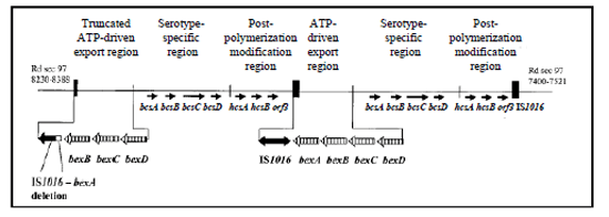 Figure 4 is an image showing the genetic organization of the cap locus in Hib. Partially duplicated cap locus of Hib Hi 1007 showing the truncated ATP-driven export region with the 1.2-kb deletion between IS1016 and bexA.