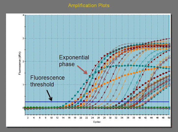 Figure 7 is an image showing the amplification plot generated by a real-time polymerase chain reaction (PCR) assay. This is a graph showing a plot of amplification cycle numbers on the X axis versus fluorescence units (dRn) on the Y axis for each reaction. dRN is the baseline subtracted fluorescent reading normalized to the reference dye. The green line of the fluorescence threshold is highlighted by the black arrow and the exponential phase is highlighted by the red arrow.