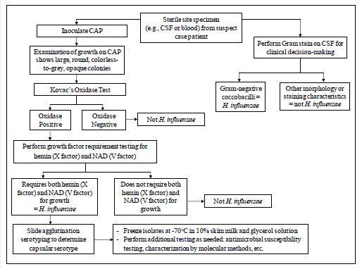 Figure 3 is flow chart for identification and characterization of a H. influenzae isolate.