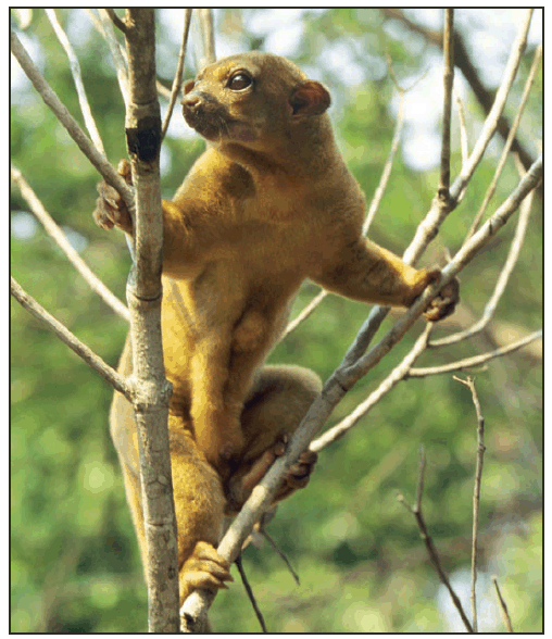 The figure shows a kinkajou (Potos flavus).