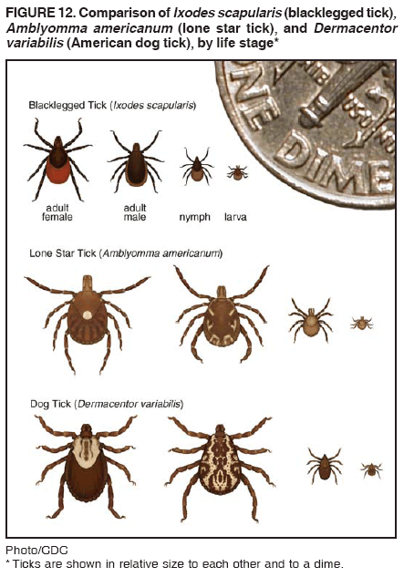 Figure 12