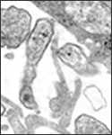 This 1977 thin sectioned transmission electron micrograph (TEM) depicted the ultrastructural details of the mumps virions that had been grown in a Vero cell culture.