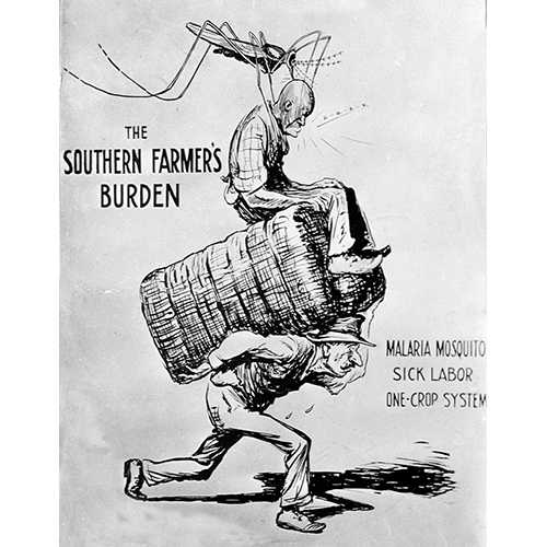 National Archives and Records Administration  -  1923 cartoon, “Southern Farmer’s Burden,” depicting a white farmer carrying a cotton bale with a sick black worker being stung by a giant mosquito  -  In response to high rates of malaria among rural blacks, the Georgia State Board of Health appealed to white farmers to provide adequate housing to their African American workforce.  Blacks who labored on southern cotton plantations typically lived in poor quality housing near swampy land – a perfect breeding ground for malaria-carrying mosquitos. 