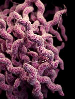 Campylobacter