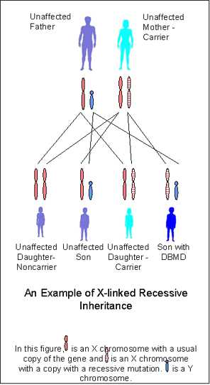 X-link diagram