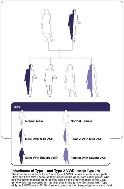 Inheritance of Type 1 and Type 2 VWD