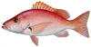 blackfin snapper