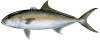 greater amberjack