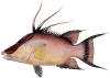 hogfish