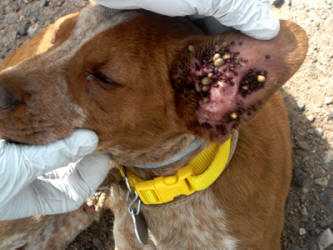 A dog with an earful of ticks.