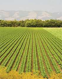 Field with rows of a growing crop.  