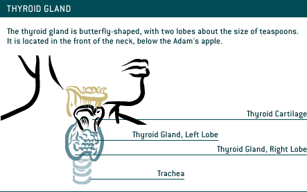 Thyroid Gland