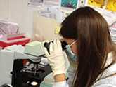 Dr. Julia Painter (CDC; EIS 2013) examines a stool sample while investigating an outbreak of diarrheal illness in American Samoa, 2014. 