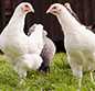 Group of chickens in a yard