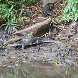 Water Monitors