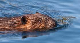 Beaver swimming