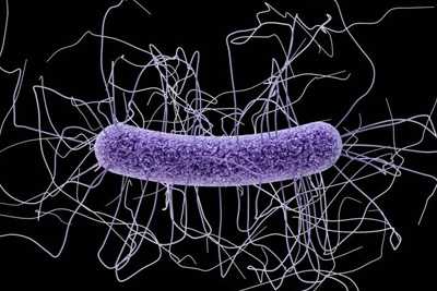  Illustration depicting the ultrastructural morphology exhibited by a single Gram-positive Clostridium difficile bacillus. 