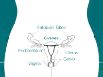 Reproductive organs of a woman