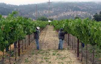 	two farmers picking