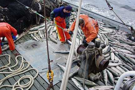 commercial fishing on a boat