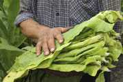 	Person holding green tobacco leaves