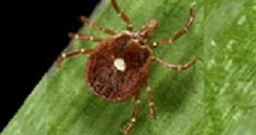 Lone star tick