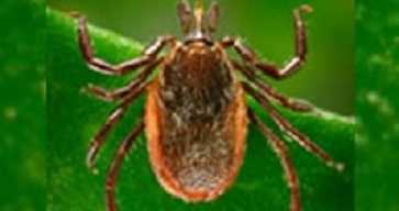 Western Blacklegged tick