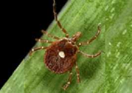 	Lone star tick