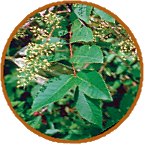 image of poison sumac