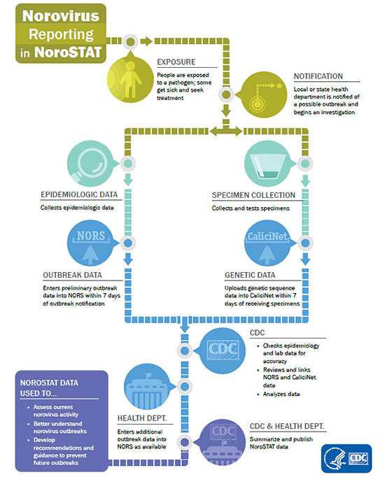 Flow chart showing how norovirus data gets reported, analyzed and disseminated through the NoroSTAT network. Norovirus outbreak reporting in NoroSTAT 1. People are exposed to a pathogen; some get sick and seek treatment 2. Local or state health department is notified of possible outbreak and begins an investigation 3. Epidemiologic data are collected 4. At the same time, specimens are collected and tested 5. Epidemiologic data are entered into NORS within 7 days of outbreak notification 6. At the same time, genetic sequence data from specimens are uploaded into CaliciNet within 7 days of receiving specimens 7. Outbreak and genetic data both arrive at CDC, where they are checked for accuracy, reviewed, linked and analyzed 8. Health department enters additional outbreak data into NORS as available 9. CDC and health department summarize and publish NoroSTAT data 10. NoroSTAT data used to assess current norovirus activity; better understand norovirus outbreaks; and develop recommendations and guidance to prevent future outbreaks