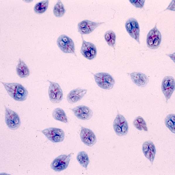 Giardia trophozoites stained with trichrome.