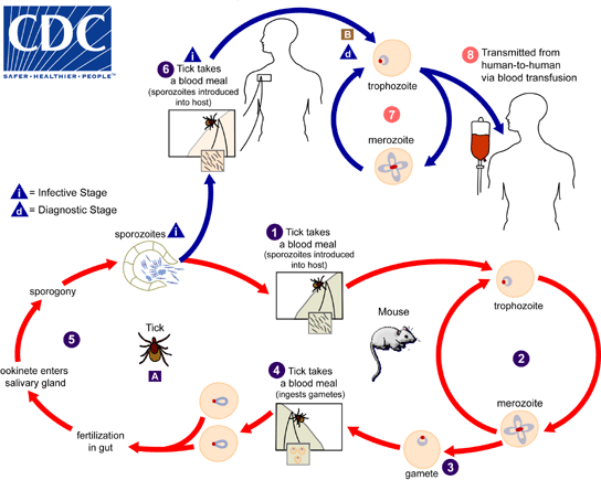 Babesia microti life cycle