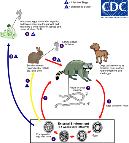 Baylisascaris lifecycle