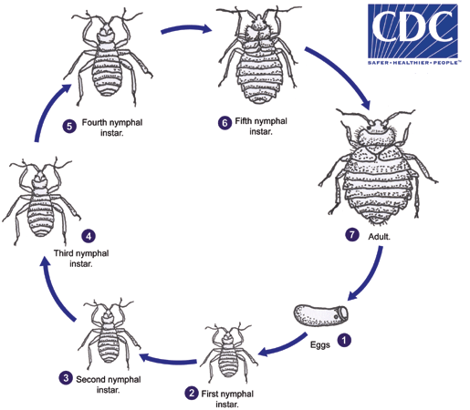 bedbug lifecycle