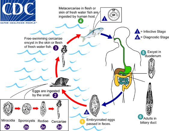 Clonorchis sinensis lifecycle